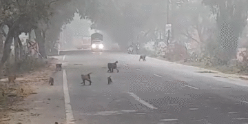 लक्सर में बंदरों का आतंक: हाईवे से लेकर गांवों तक हड़कंप, वन विभाग ने शुरू किया रेस्क्यू अभियान…