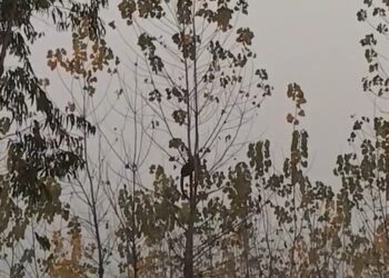 रुड़की के रनसुरा गांव में खेत के पेड़ पर उल्टा लटका मिला जिंदा गुलदार, रेस्क्यू में देरी पर उठे सवाल…