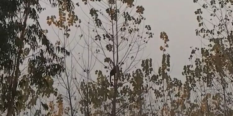 रुड़की के रनसुरा गांव में खेत के पेड़ पर उल्टा लटका मिला जिंदा गुलदार, रेस्क्यू में देरी पर उठे सवाल…