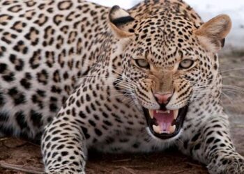 नैनीताल के धारी ब्लॉक में तेंदुए का आतंक, महिला की मौत से ग्रामीणों में आक्रोश