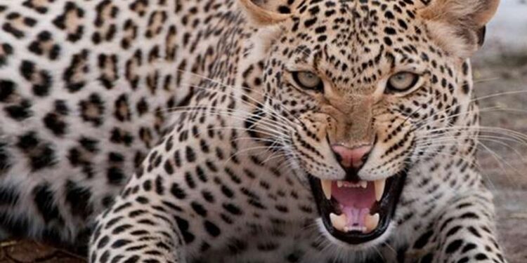 नैनीताल के धारी ब्लॉक में तेंदुए का आतंक, महिला की मौत से ग्रामीणों में आक्रोश