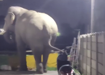 ब्रेकिंग न्यूज़: हरिद्वार की आबादी में ‘गजराज’ की दस्तक, कनखल क्षेत्र में जंगली हाथी घुसने से दहशत…