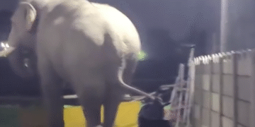 ब्रेकिंग न्यूज़: हरिद्वार की आबादी में ‘गजराज’ की दस्तक, कनखल क्षेत्र में जंगली हाथी घुसने से दहशत…