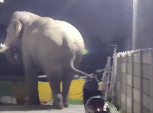 ब्रेकिंग न्यूज़: हरिद्वार की आबादी में ‘गजराज’ की दस्तक, कनखल क्षेत्र में जंगली हाथी घुसने से दहशत…