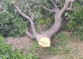 रुड़की के मंगलौर में हरियाली पर माफिया का हमला, आम के बाग में रातों-रात काटे गए दर्जनों पेड़