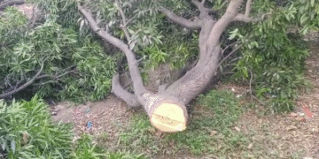 रुड़की के मंगलौर में हरियाली पर माफिया का हमला, आम के बाग में रातों-रात काटे गए दर्जनों पेड़